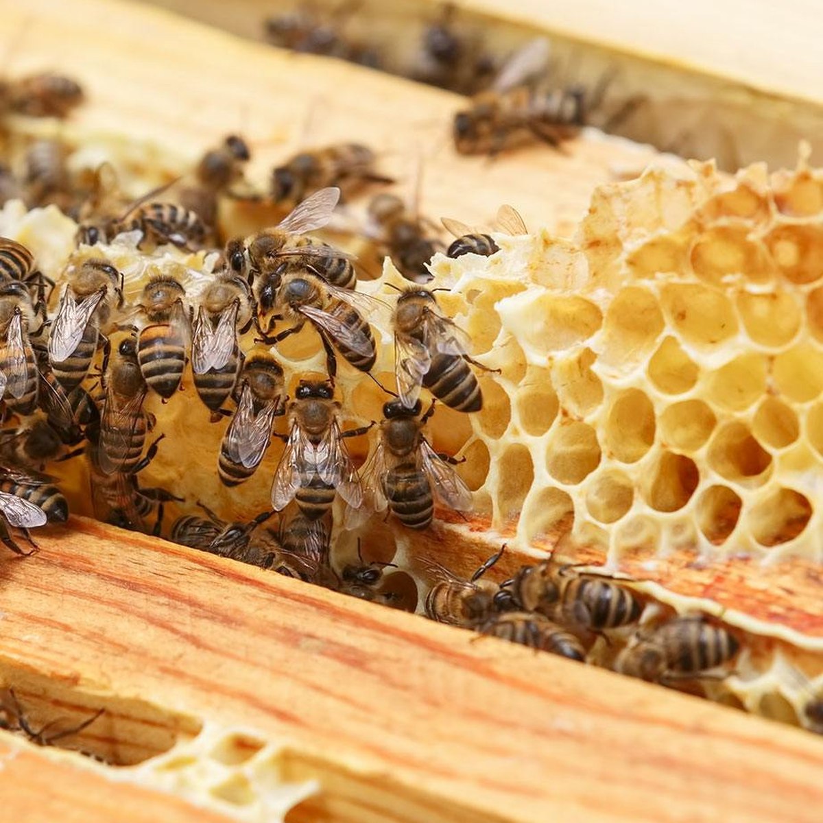 Bienen auf Honigwabe im Stock
